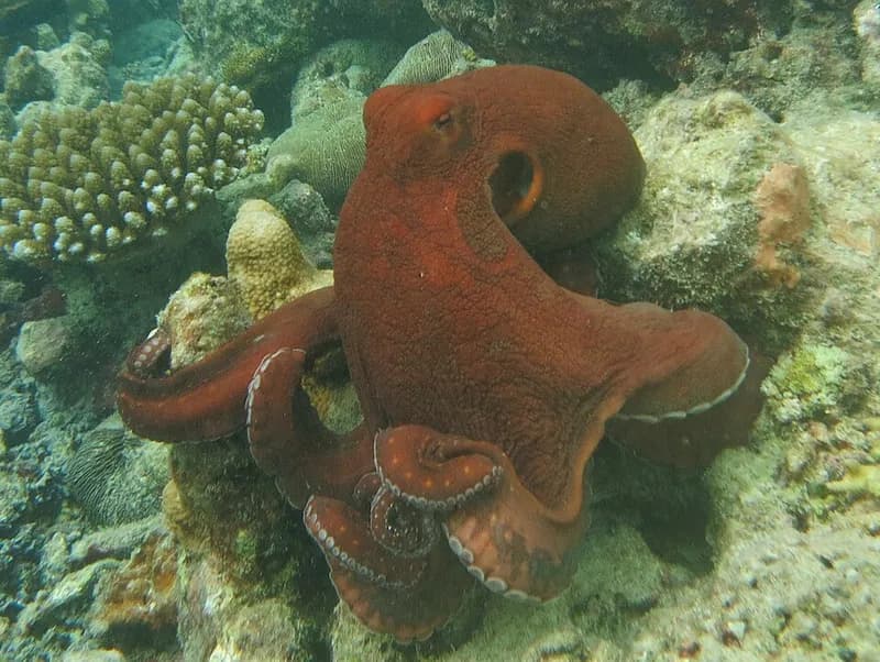 Day octopus (Octopus cyanea) in the Red Sea
