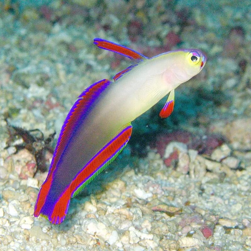 Decorated dartfish (Nemateleotris decora) in the Red Sea