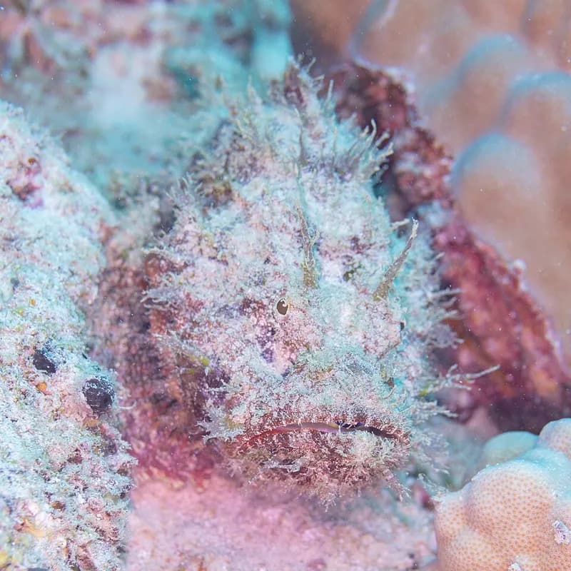 Devil scorpionfish (Scorpaenopsis diabolus) in the Red Sea