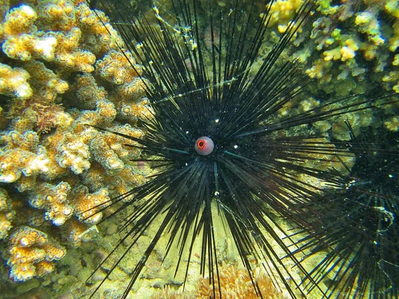 Diadema urchin (Diadema setosum) in the Red Sea