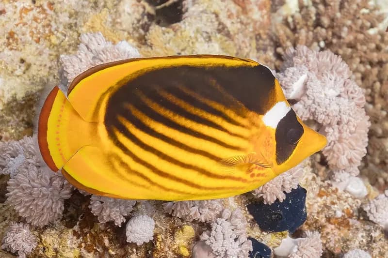 Diagonal butterflyfish (Chaetodon fasciatus) in the Red Sea