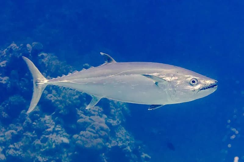 Dogtooth tuna (Gymnosarda unicolor) in the Red Sea