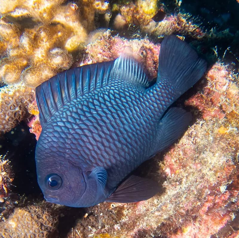 Domino damsel (Dascyllus trimaculatus) in the Red Sea