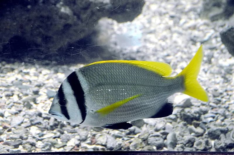 Doublebar bream (Acanthopagrus bifasciatus) in the Red Sea