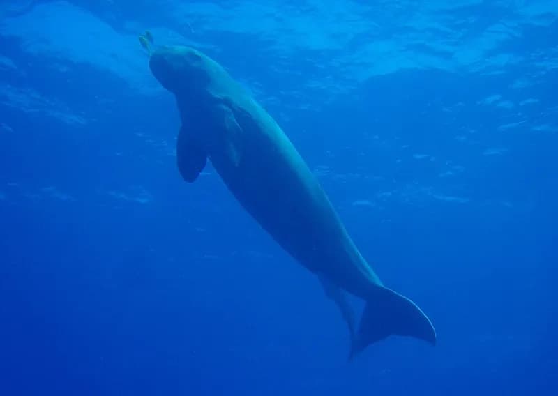Dugong (Dugong dugon) in the Red Sea