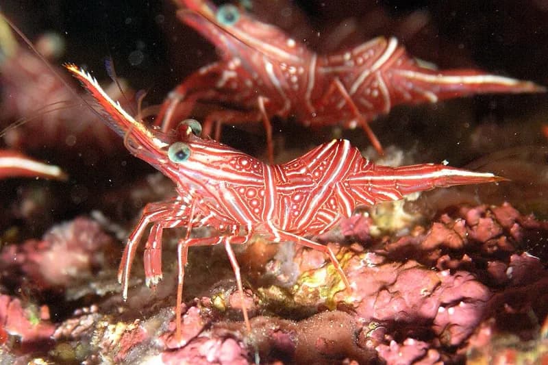Durban dancing shrimp (Rhynchocinetes durbanensis) in the Red Sea