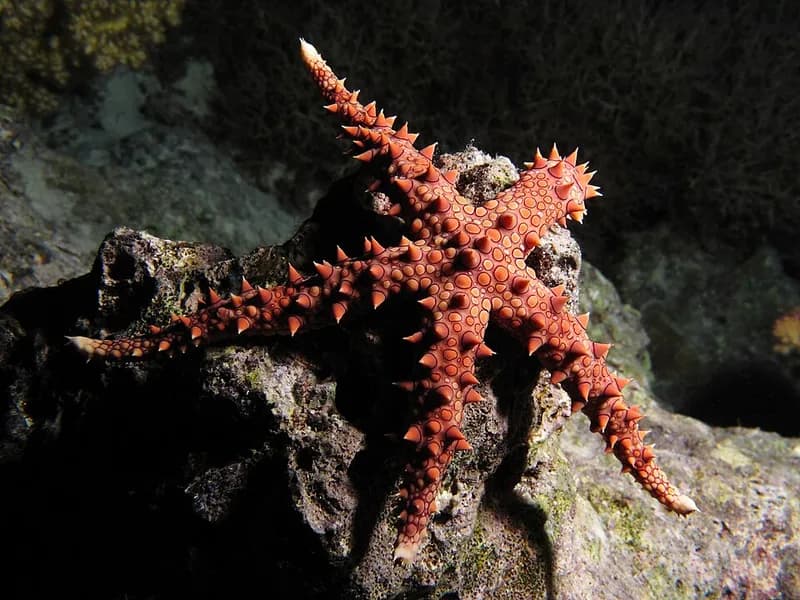 Egyptian sea star (Gomophia egyptiaca) in the Red Sea