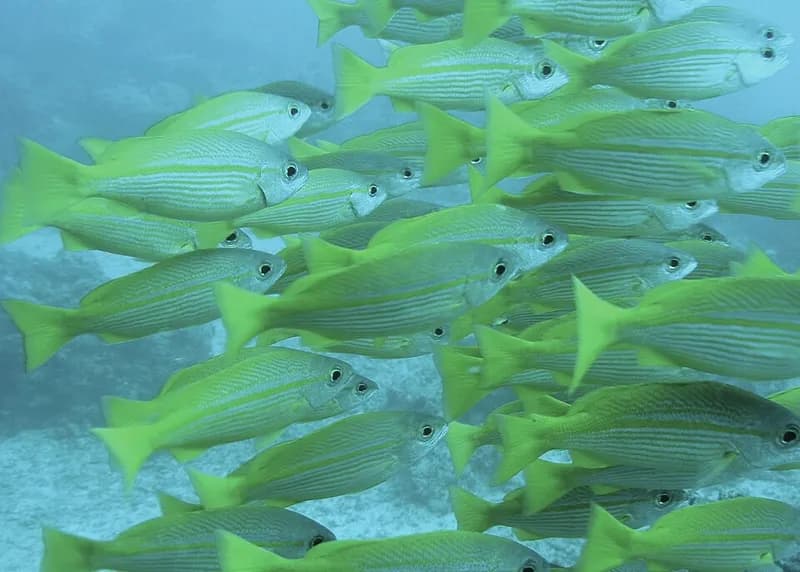 Ehrenberg's snapper (Lutjanus ehrenbergii) in the Red Sea