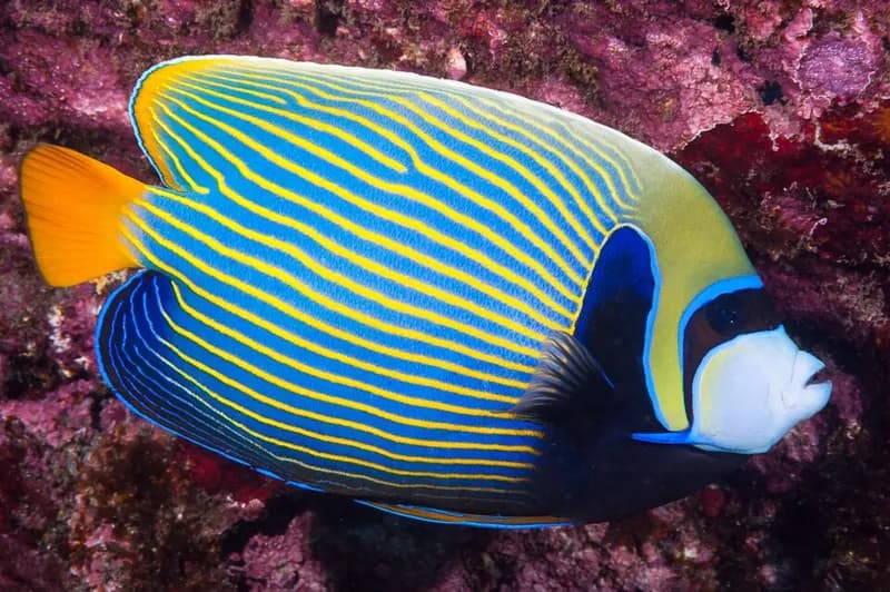 Emperor angelfish in the Red Sea