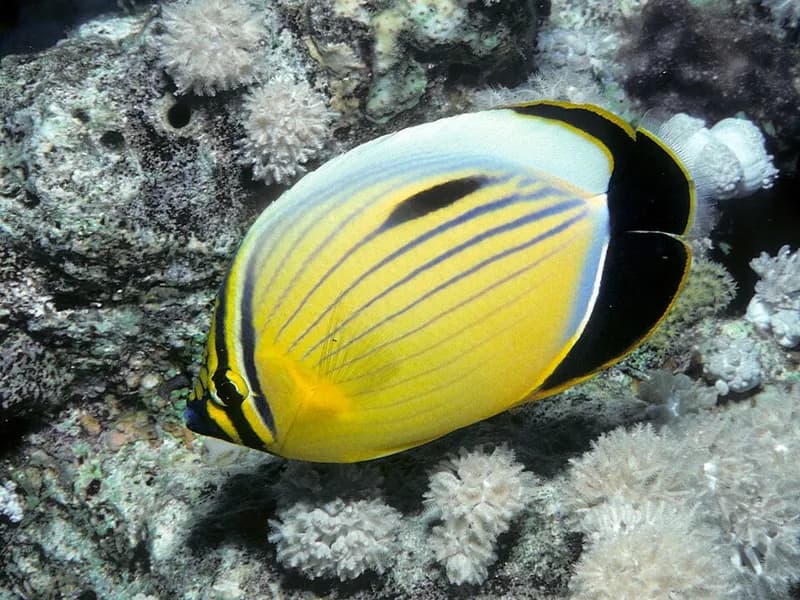 Exquisite butterflyfish (Chaetodon austriacus) in the Red Sea
