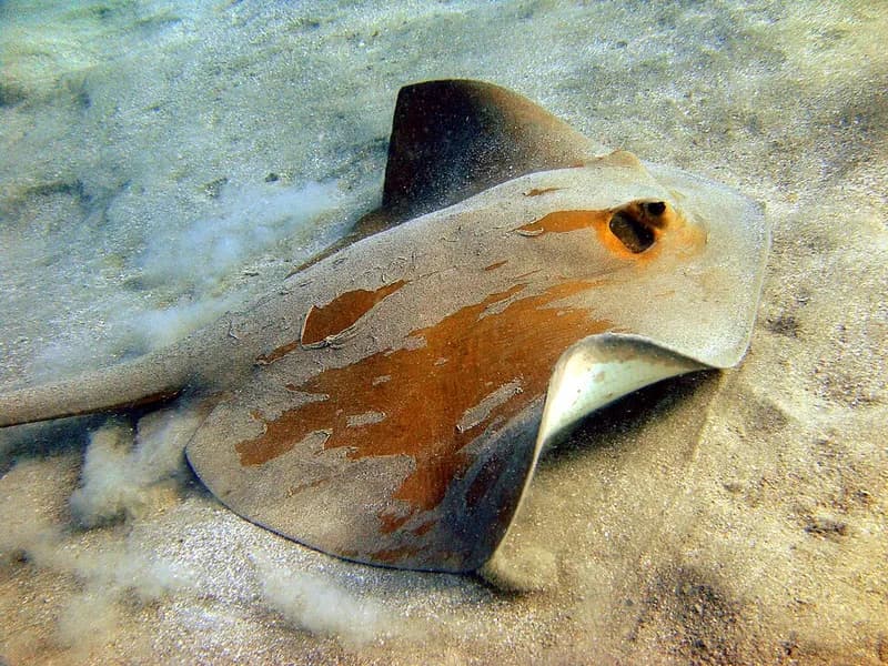 Feathertail stingray (Pastinachus sephen) in the Red Sea