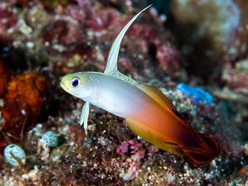 Fire dartfish (Nemateleotris magnifica) in the Red Sea