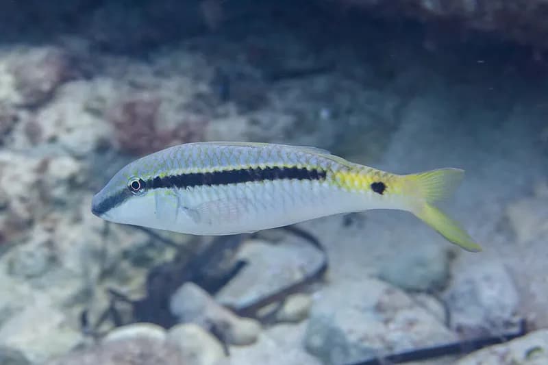 Forsskal's goatfish (Parupeneus forsskali) in the Red Sea