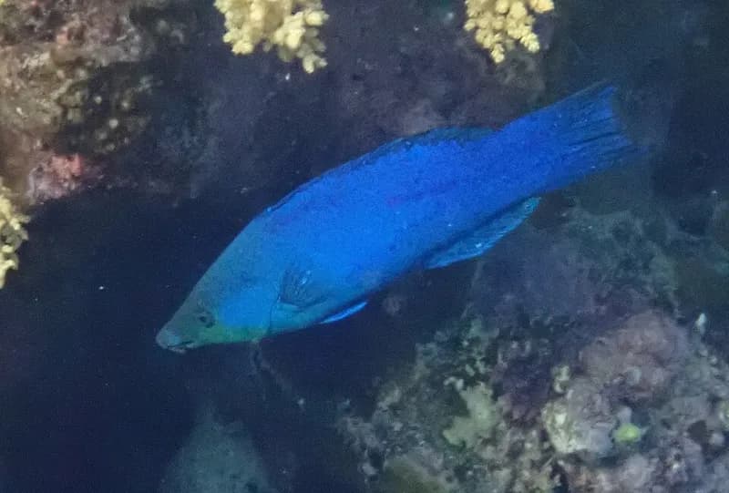 Fourline wrasse (Larabicus quadrilineatus) in the Red Sea