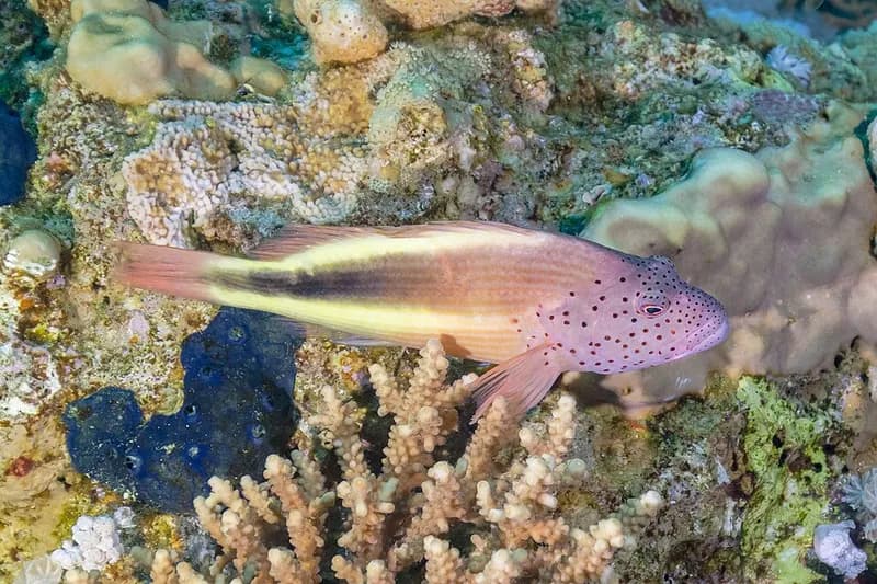 Freckled hawkfish (Paracirrhites forsteri) in the Red Sea