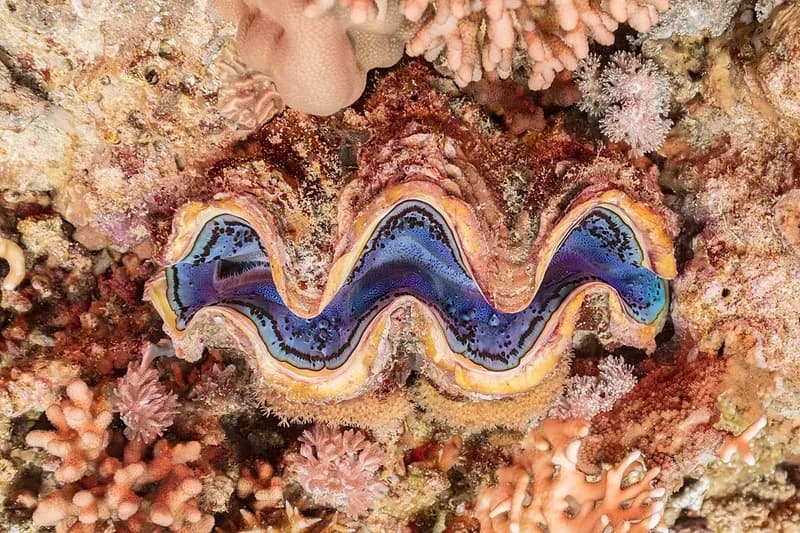 Giant clam (Tridacna maxima) in the Red Sea