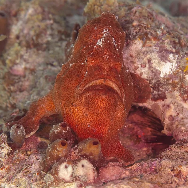Giant frogfish (Antennarius commerson) in the Red Sea