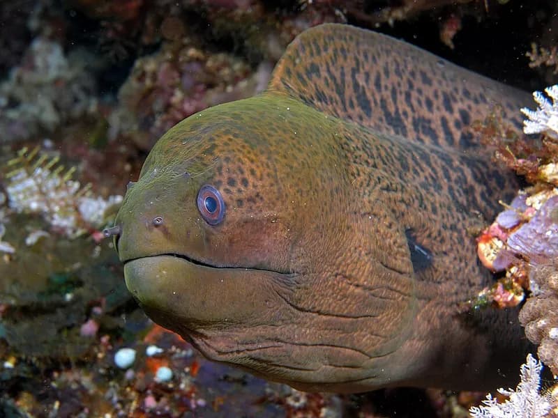 Giant moray (Gymnothorax javanicus) in the Red Sea