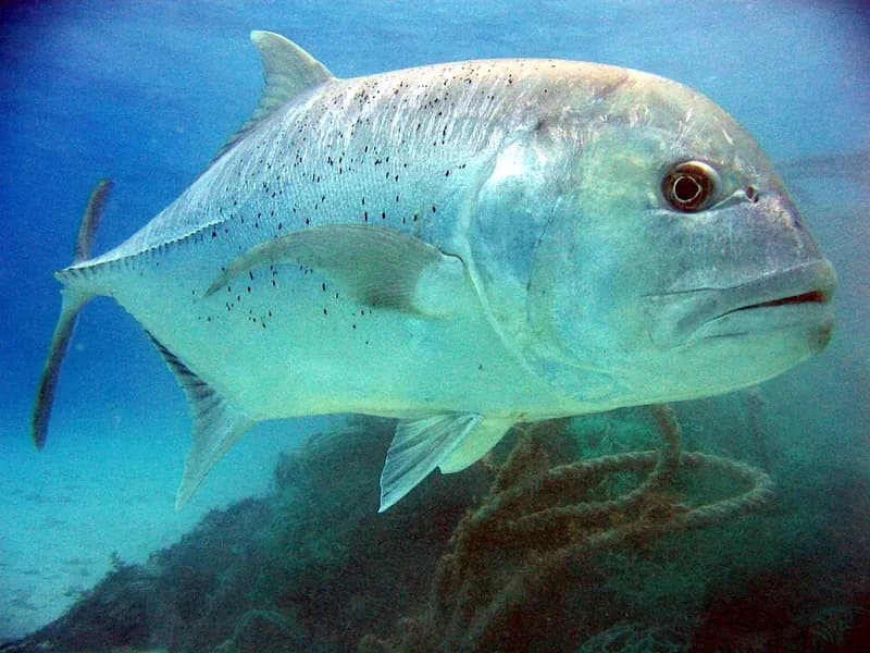 Giant trevally (Caranx ignobilis) in the Red Sea