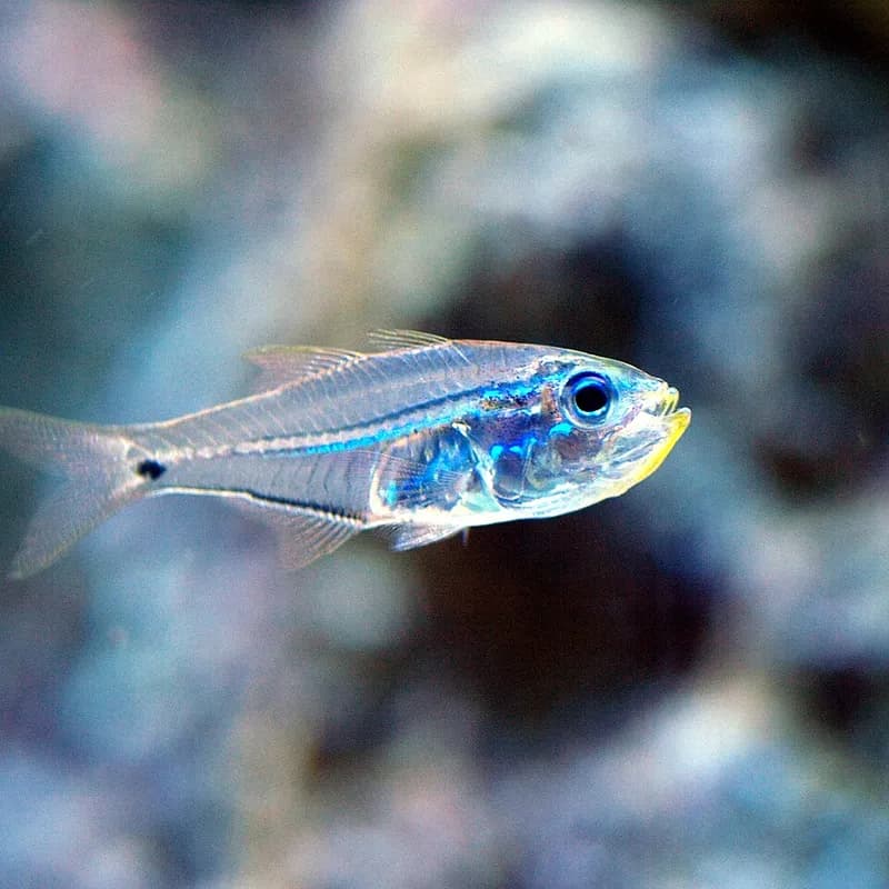 Glassfish (Parapriacanthus ransonneti) in the Red Sea