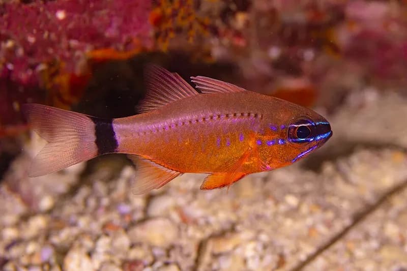 Golden cardinalfish (Apogon aureus) in the Red Sea