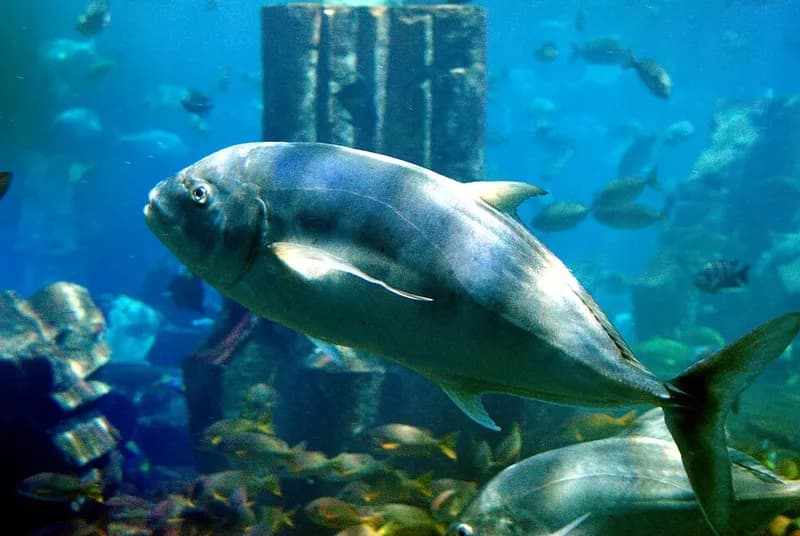 Golden trevally (Gnathanodon speciosus) in the Red Sea
