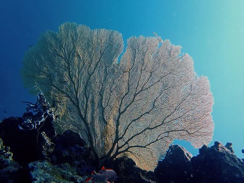 Gorgonian fan (Annella mollis) in the Red Sea