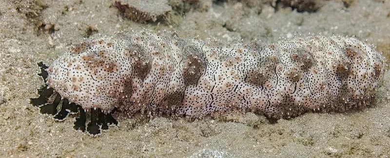 Graeffe's sea cucumber (Pearsonothuria graeffei) in the Red Sea