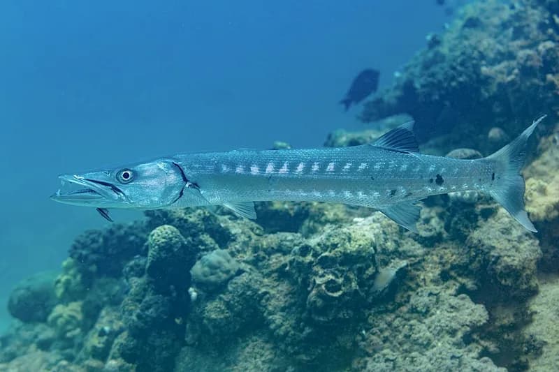 Great barracuda (Sphyraena barracuda) in the Red Sea