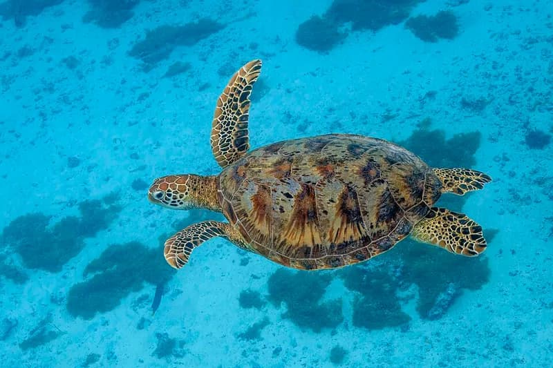 Green turtle in the Red Sea