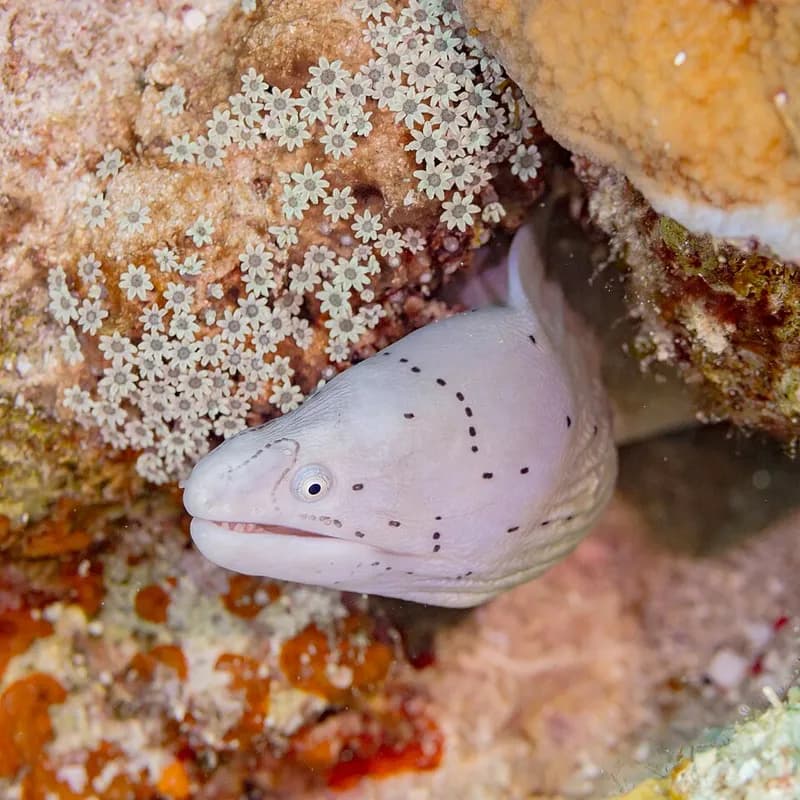 Grey moray (Siderea grisea) in the Red Sea