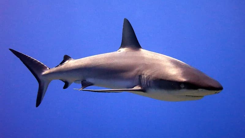 Grey reef shark (Carcharhinus amblyrhynchos) in the Red Sea