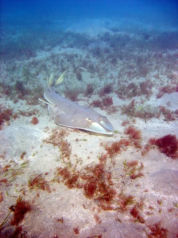 Halavi guitarfish (Glaucostegus halavi) in the Red Sea