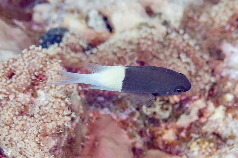Half-and-half chromis (Chromis dimidiata) in the Red Sea