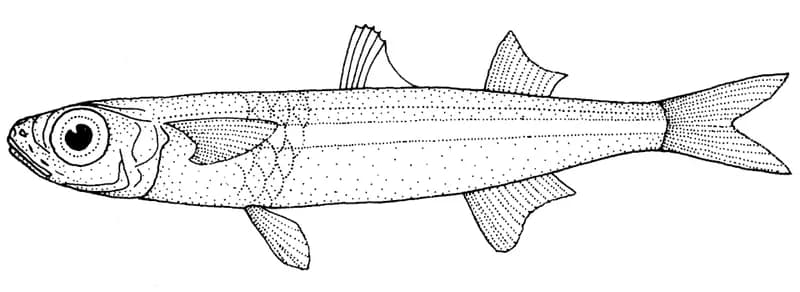 Hardyhead silverside (Atherinomorus lacunosus) in the Red Sea