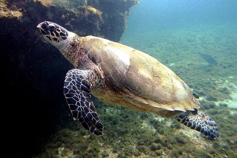 Hawksbill turtle (Eretmochelys imbricata) in the Red Sea