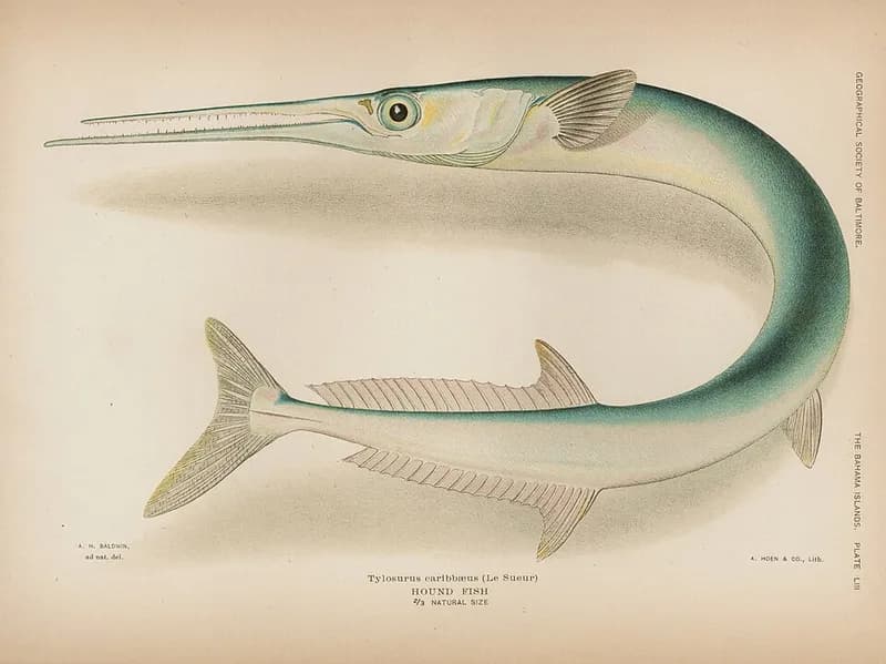 Houndfish (Tylosurus crocodilus) in the Red Sea