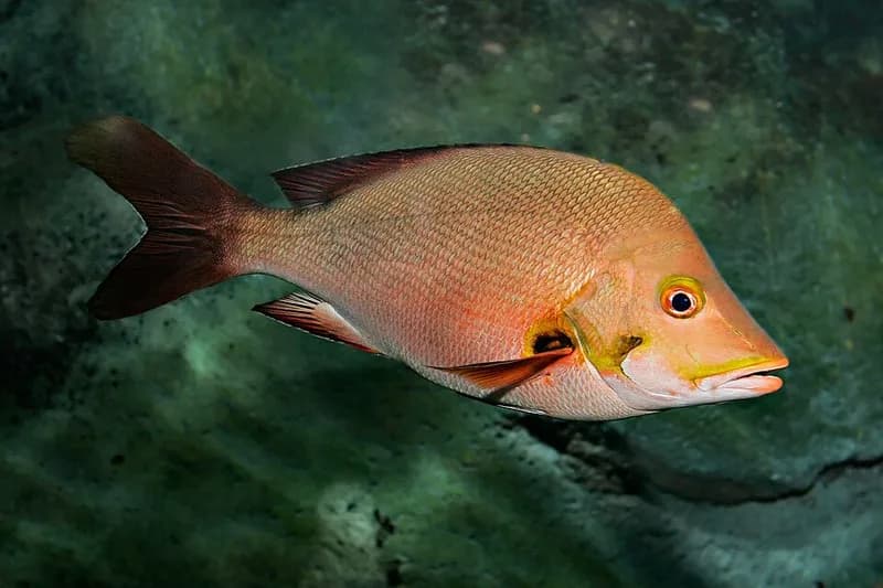 Humpback snapper (Lutjanus gibbus) in the Red Sea