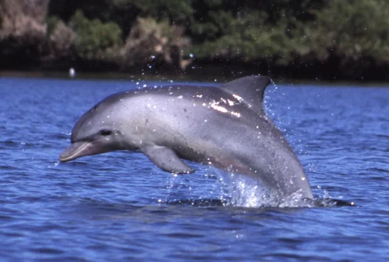 Indo-Pacific bottlenose dolphin (Tursiops aduncus) in the Red Sea