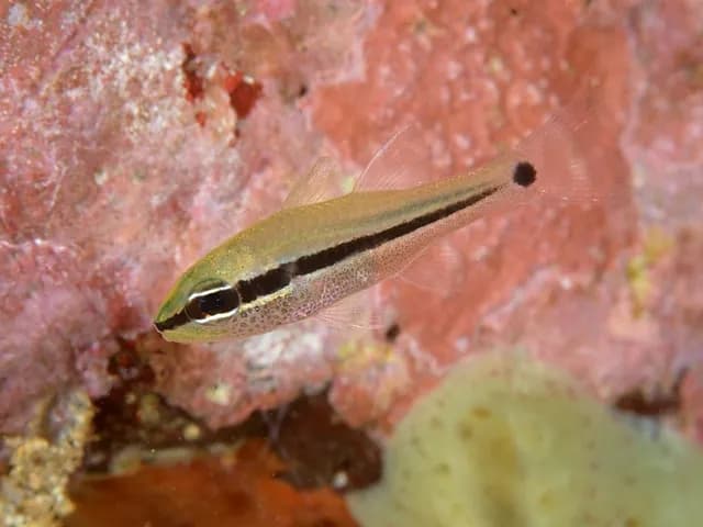 Iridescent cardinalfish (Apogon kallopterus) in the Red Sea