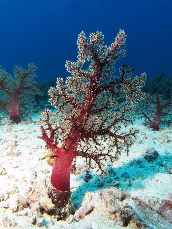 Klunzinger's soft coral (Dendronephthya klunzingeri) in the Red Sea