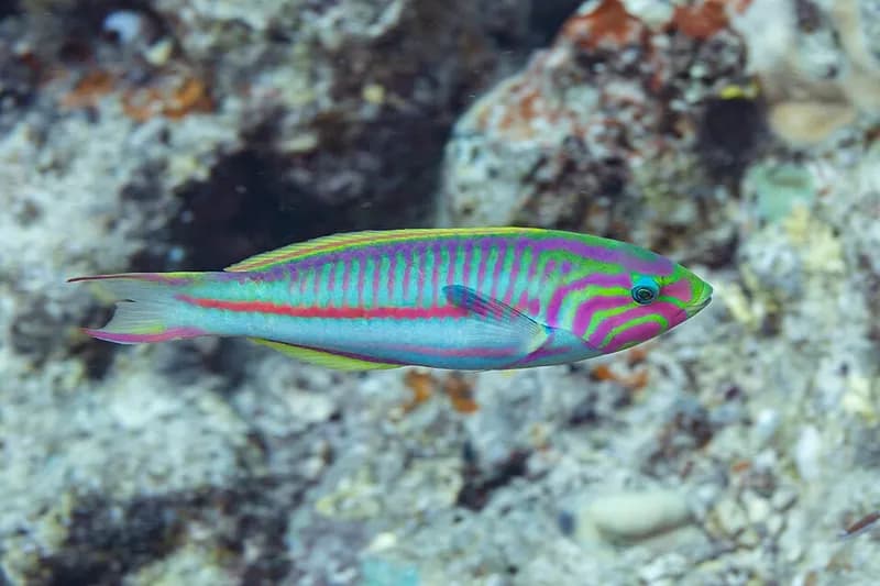 Klunzinger's wrasse (Thalassoma rueppellii) in the Red Sea