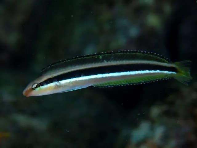 Lance blenny (Aspidontus dussumieri) in the Red Sea