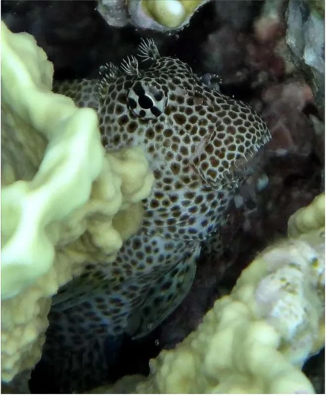 Leopard blenny (Exallias brevis) in the Red Sea