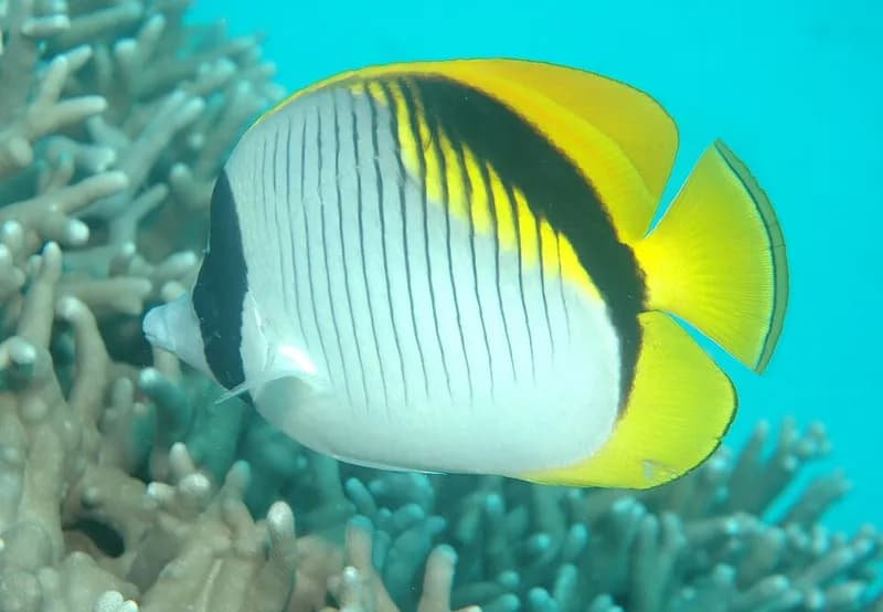 Lined butterflyfish (Chaetodon lineolatus) in the Red Sea