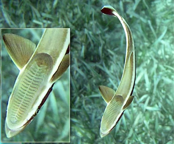 Live sharksucker (Echeneis naucrates) in the Red Sea