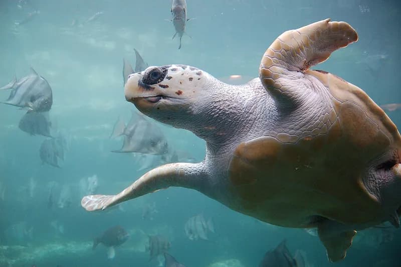 Loggerhead turtle (Caretta caretta) in the Red Sea