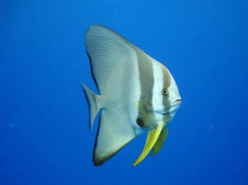 Longfin batfish (Platax teira) in the Red Sea