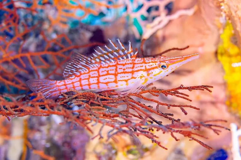Longnose hawkfish (Oxycirrhites typus) in the Red Sea