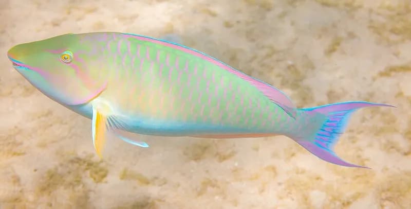 Longnose parrotfish (Hipposcarus harid) in the Red Sea
